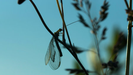 A large insect. Green grass on a summer landscape in which a large grasshopper with wings is sitting and large different flowers can be seen in the background.の写真素材