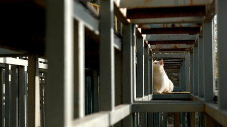 Rusty construction of a building with a cat under the sun. Creative. Animal at the construction site.の写真素材