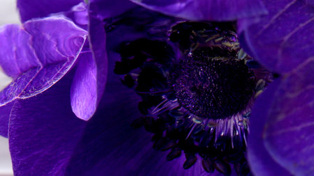 Purple bud.Stock footage.A bright flower on which water drops are flying , shooting art.の写真素材