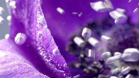 Purple open beautiful flower.Stock footage. A large flower wrapped in water and bubbles that envelop...