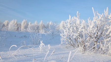 Snowy forest. Creative. Bright white snowy landscapes, where you can see huge snowdrifts, trees covered with frost and frozen dry leaves on them.の写真素材