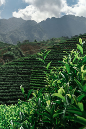 The Lush Green Tea Fields, Magnificently Enveloped by the Majestic Mountains in the Backgroundの写真素材