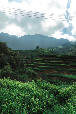 Lush Green Terraces Surrounded by Majestic Mountains, a true feast for the eyes and soulの写真素材