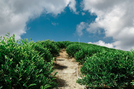 A beautiful scenic pathway that winds through lush green hills under a bright blue skyの写真素材