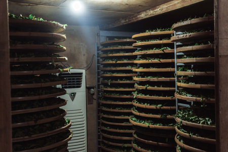 Indoor Herb Drying Room Featuring Stacked Racks to Efficiently Dry Fresh Herbs for Cookingの写真素材