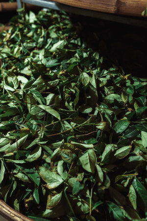 Fresh green leaves can be utilized for culinary purposes and herbal applications in various waysの写真素材