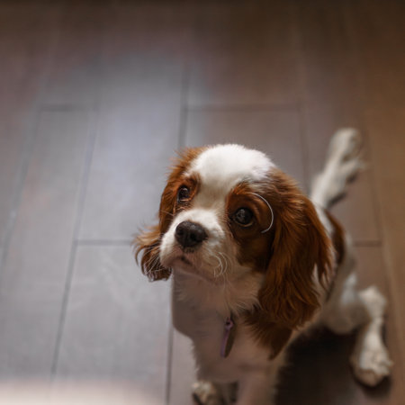 An adorable little Cavalier King Charles Spaniel puppy is looking up with curious eyesの写真素材