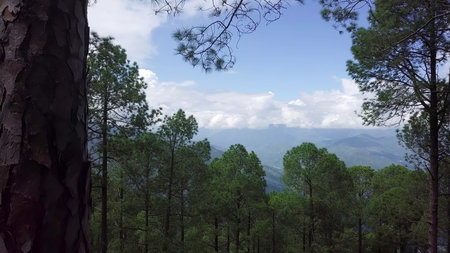 A Peaceful and Serene Forest Landscape Enhanced by a Stunning Mountain View in Nature. Stock Clip