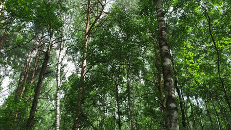 Experience the Lush Green Forest Canopy That Thrives Under the Bright Blue Sky Above. Mediaの写真素材
