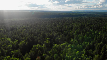 Sunlight illuminating a vast green forestの写真素材