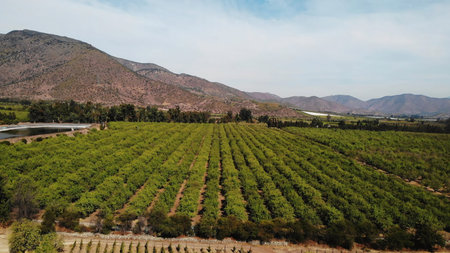 Aerial view flying over green agricultural orchardの写真素材