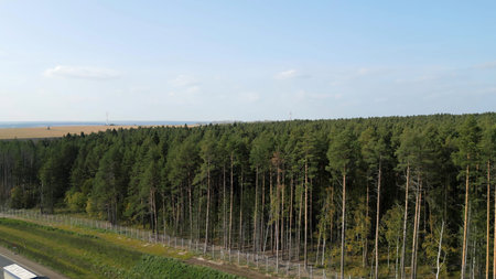 Green pine forest separating farmland and highway. Clip
