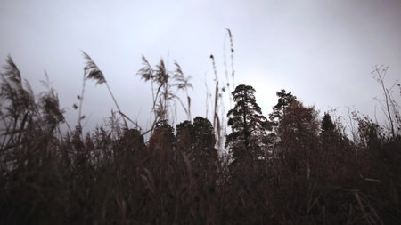 Moodful Scene Of Swamp With Distant Trees, Serene Marshland Silhouette Under Cloudy Evening Sky ....