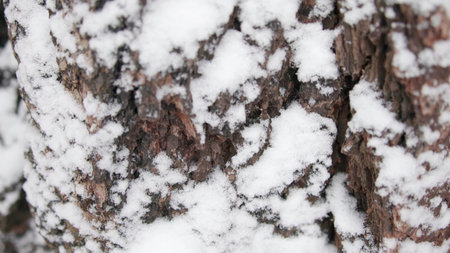 Snowy Tree Bark, Detailed Shot Of Snowy Bark On Tree Revealing Deep Fissures And Rough Textures . Mediaの写真素材