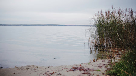 Gloomy Lakeside Scene, Silent Water With Autumn Hues, Overcast Shoreline Adorned By Reeds And Gentle Ripples . Mediaの写真素材