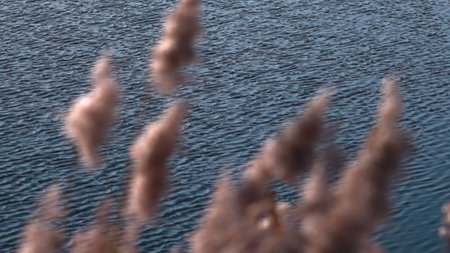 Out of focus pampas grass reeds swaying in front of rippling water. Media