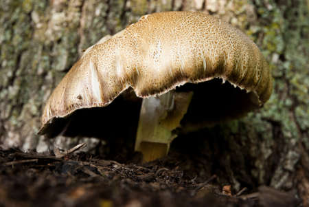 mushroom in gladeの写真素材