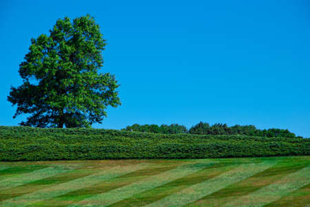 Green tree in a field on blue skyの写真素材