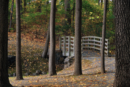 Perspective view of a log bridge covered in autumn leaves