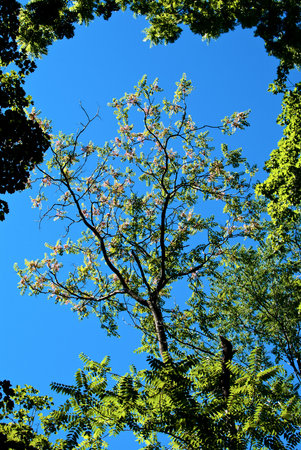 Blossoming tree against the blue sky