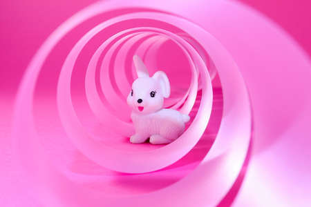 White rabbit in pink spiral ribbon gift on pink backgroundの写真素材