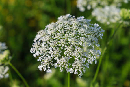 flower close upの写真素材