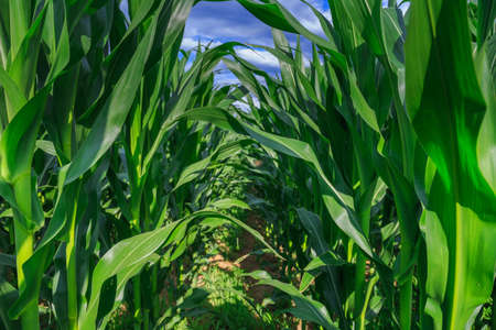 corn growingの写真素材