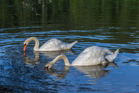 Swan couple eating in the lakeの写真素材