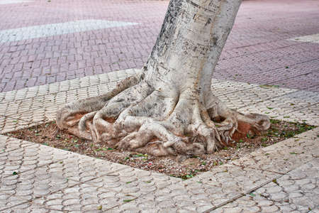 Square shaped roots of ficus in the streetの写真素材