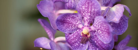 Detail of the flower of the violet vanda orchid plant, a very spring houseplant.