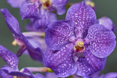 Detail of the flower of the violet vanda orchid plant, a very spring houseplant.の写真素材