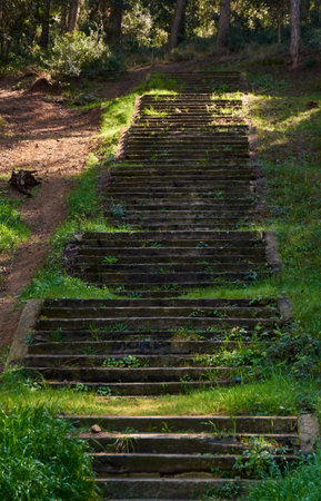Lush forest landscape with stairs. Forest path with trees and lush vegetation with steps to walk.