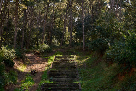 Lush forest landscape with stairs. Forest path with trees and lush vegetation with steps to walk.