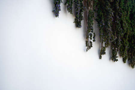 White rough wall background with hanging plants. Rough plastered wall background texture.の写真素材