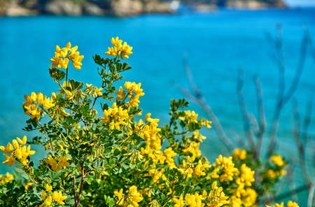 Yellow natural plants on the shore of coast landscape. Detail of petals and flowers in the vegetation of the Mediterranean coastの写真素材