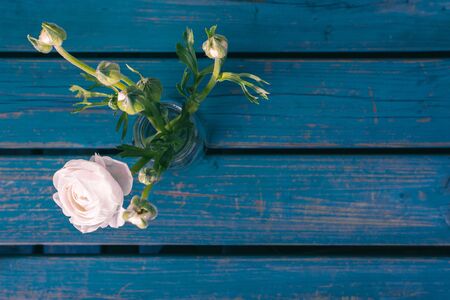 White / Pink Ranunculus / Flowers / Persian Buttercup, on a blue wooden benchの写真素材