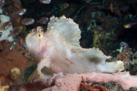 Leaf Scorpion Fishの写真素材