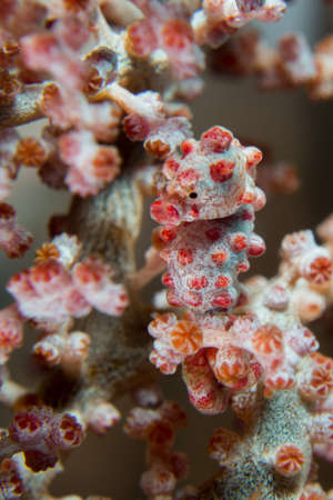 Pygmy Sea Horseの写真素材