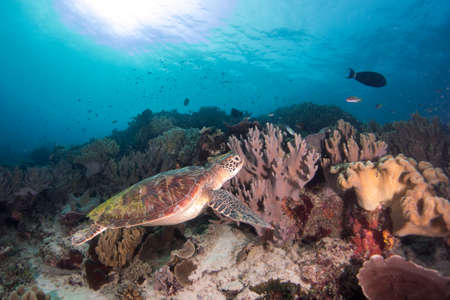 Underwater Scene with Turtle and Crystal Clear Blue Waterの写真素材