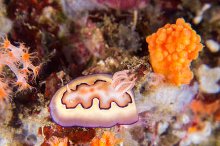 Nudibranchの写真素材