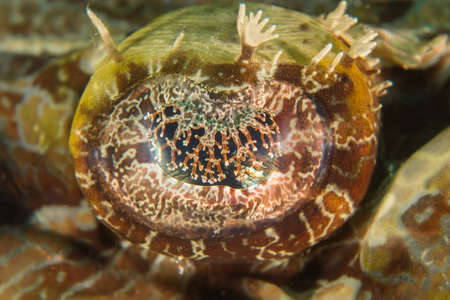 Ornate Eye of a Crocodile Fishの写真素材