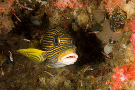 Sweet Lips Fishの写真素材