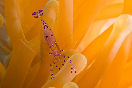 Anemone Shrimpの写真素材