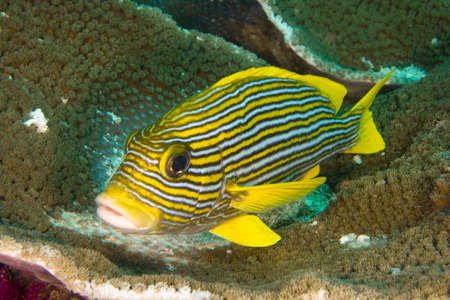 Sweet Lips Fish Resting on Coralの写真素材