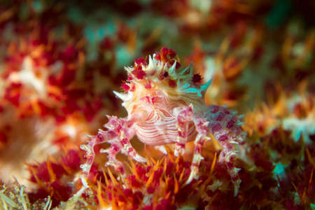 Tiny Candy Crab Perched on Coralの写真素材