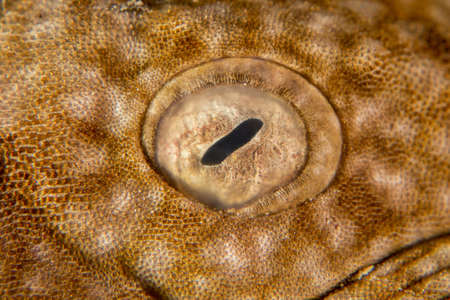 Eye of a Wobbygong Sharkの写真素材