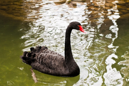 Elegant black swan swimming in a green lakeの写真素材