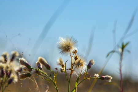 Chrysanthemum indicumのeditorial素材