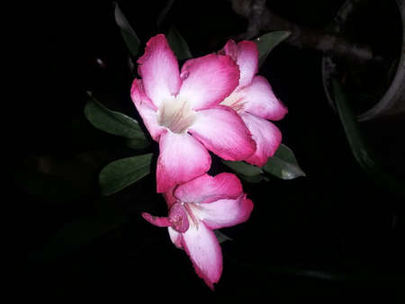 beautiful frangipani flowers at nightの写真素材