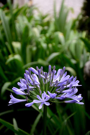 Beautiful lilac flower and its detailsの写真素材